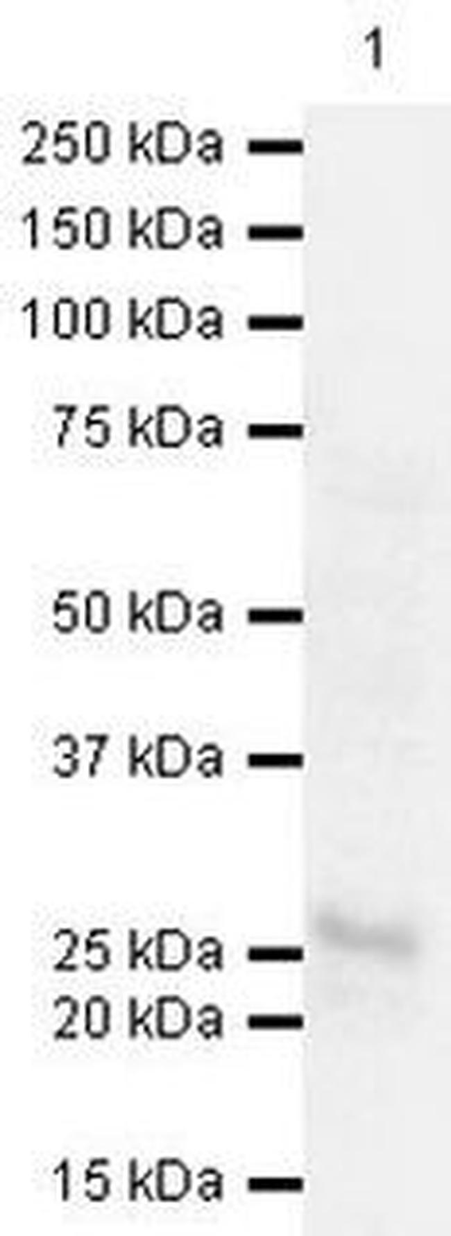 Securin Antibody in Western Blot (WB)