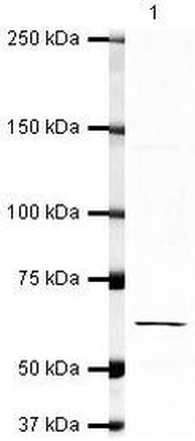 ZBTB38 Antibody in Western Blot (WB)