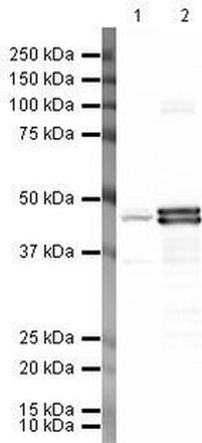 CNPase Antibody in Western Blot (WB)