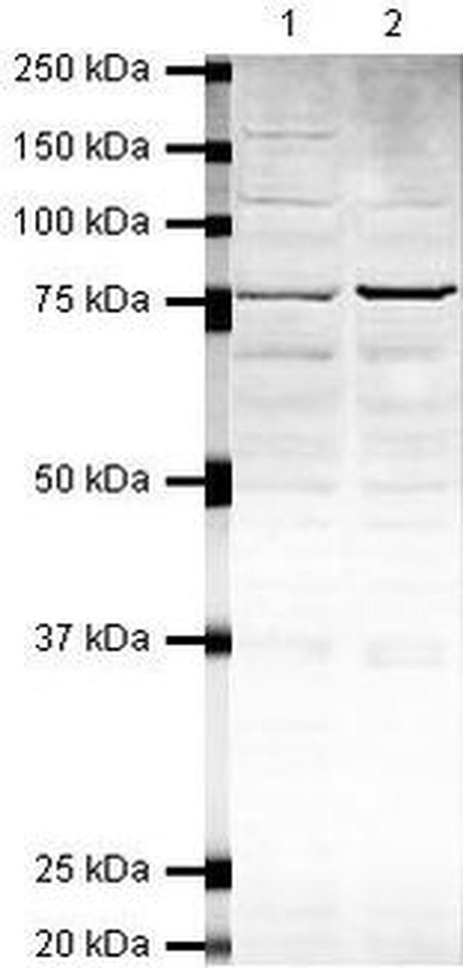 PARN Antibody in Western Blot (WB)