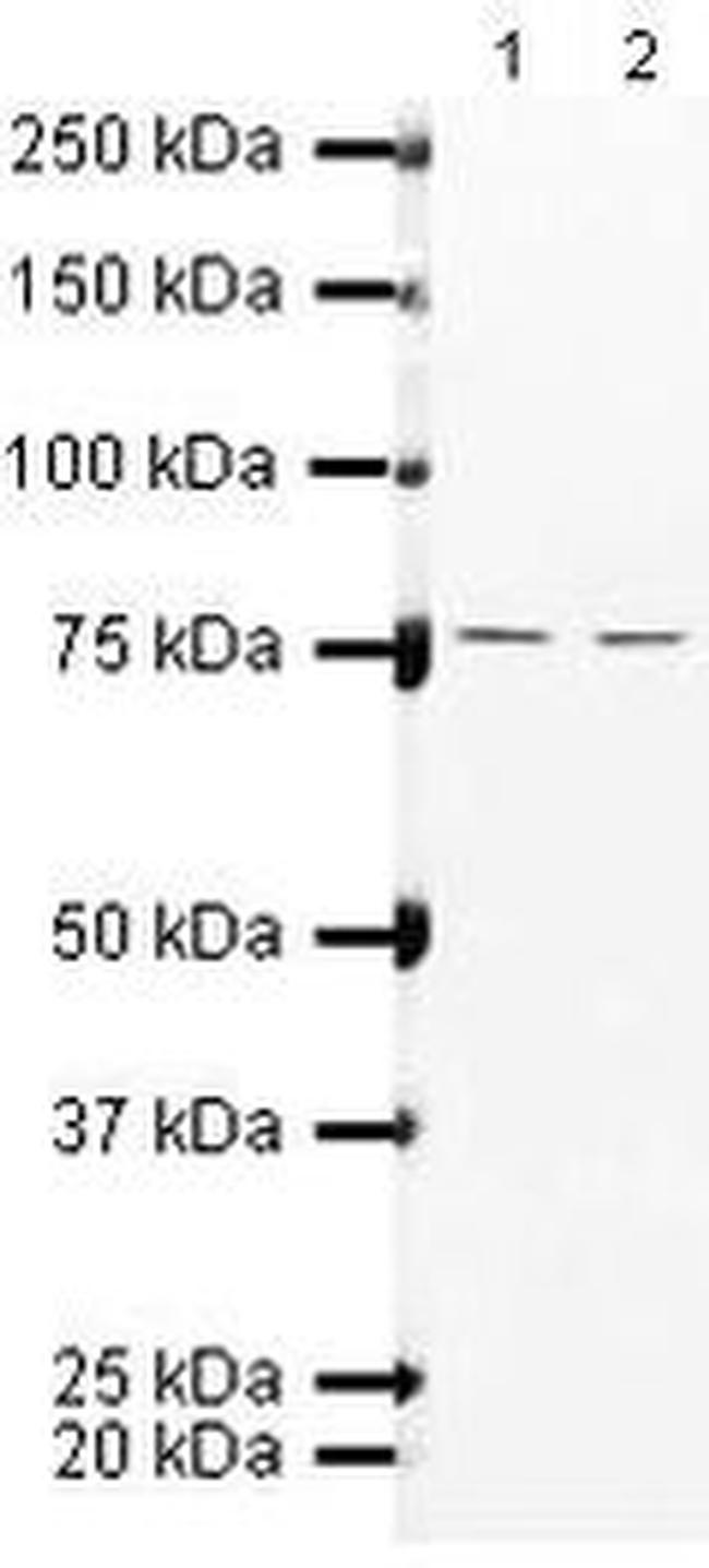 ZNF219 Antibody in Western Blot (WB)