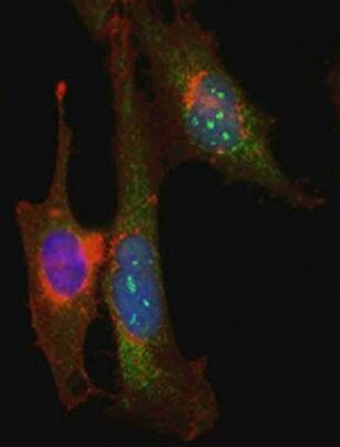 ITCH / AIP4 Antibody in Immunocytochemistry (ICC/IF)