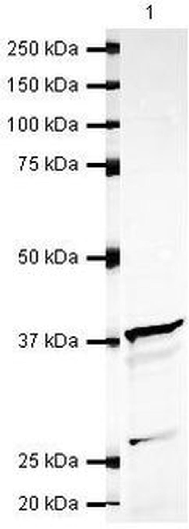 STX16 Antibody in Western Blot (WB)