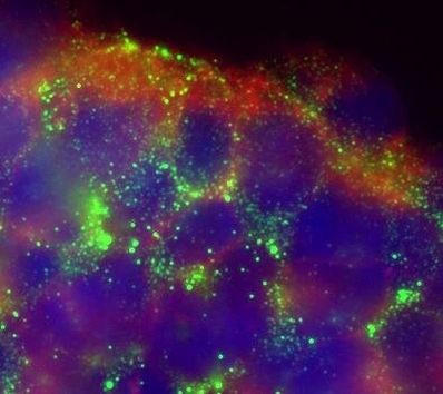 KV1.1 (KCNA1) Antibody in Immunocytochemistry (ICC/IF)