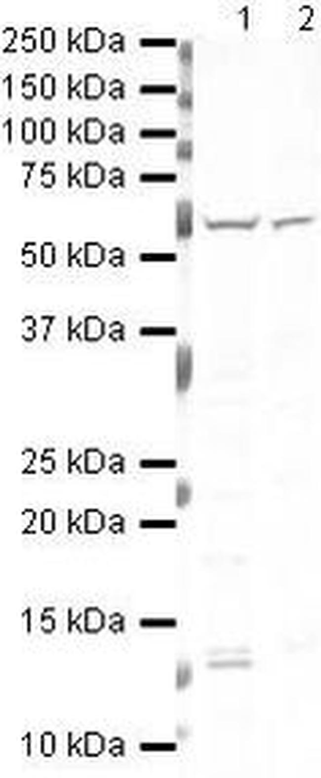 Menin Antibody in Western Blot (WB)