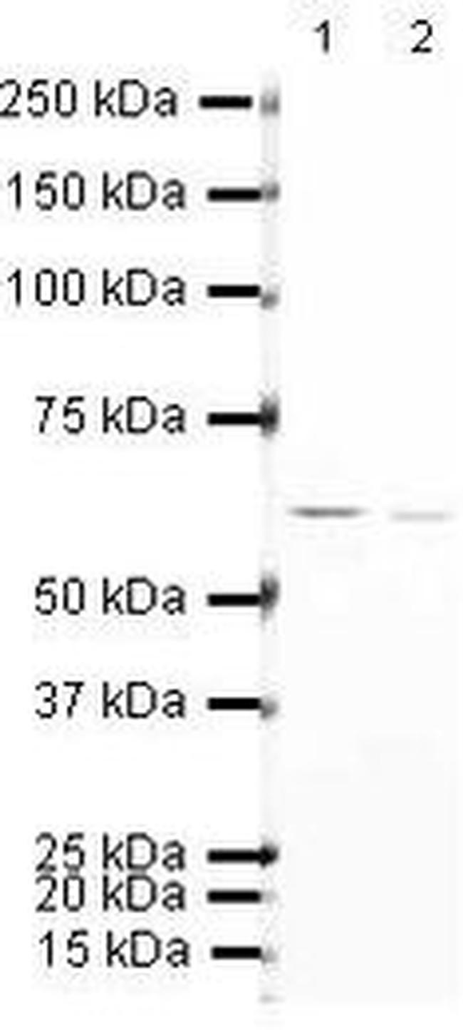hnRNP K Antibody in Western Blot (WB)