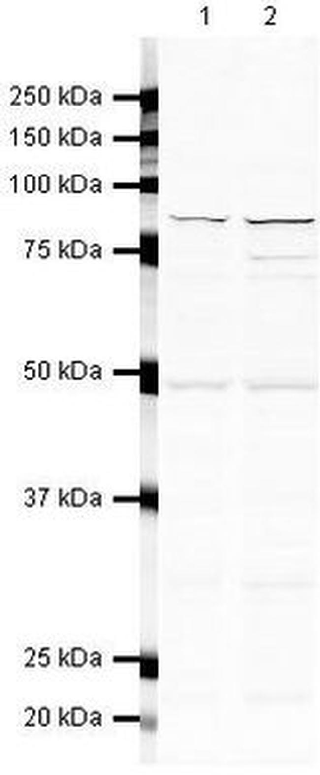 MRE11 Antibody in Western Blot (WB)