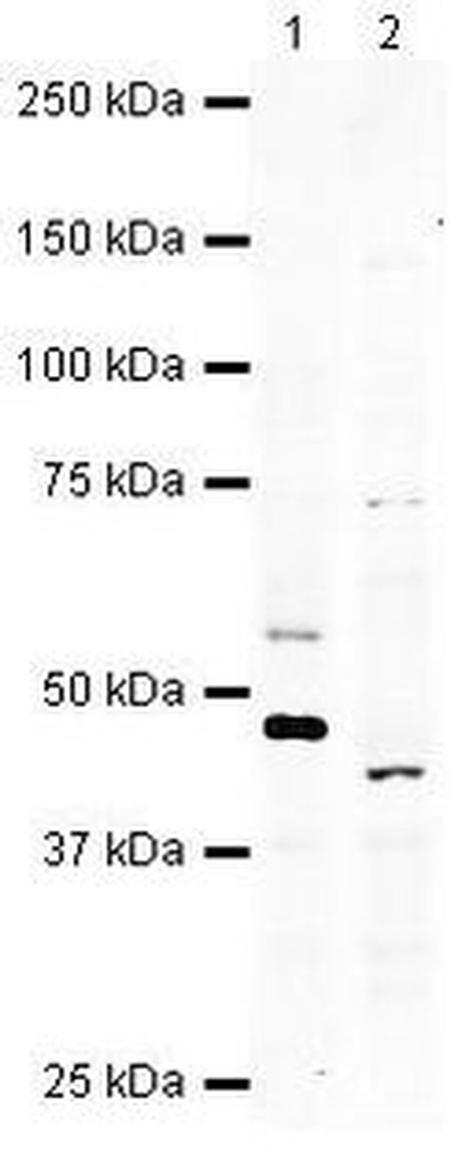 WIF1 Antibody in Western Blot (WB)