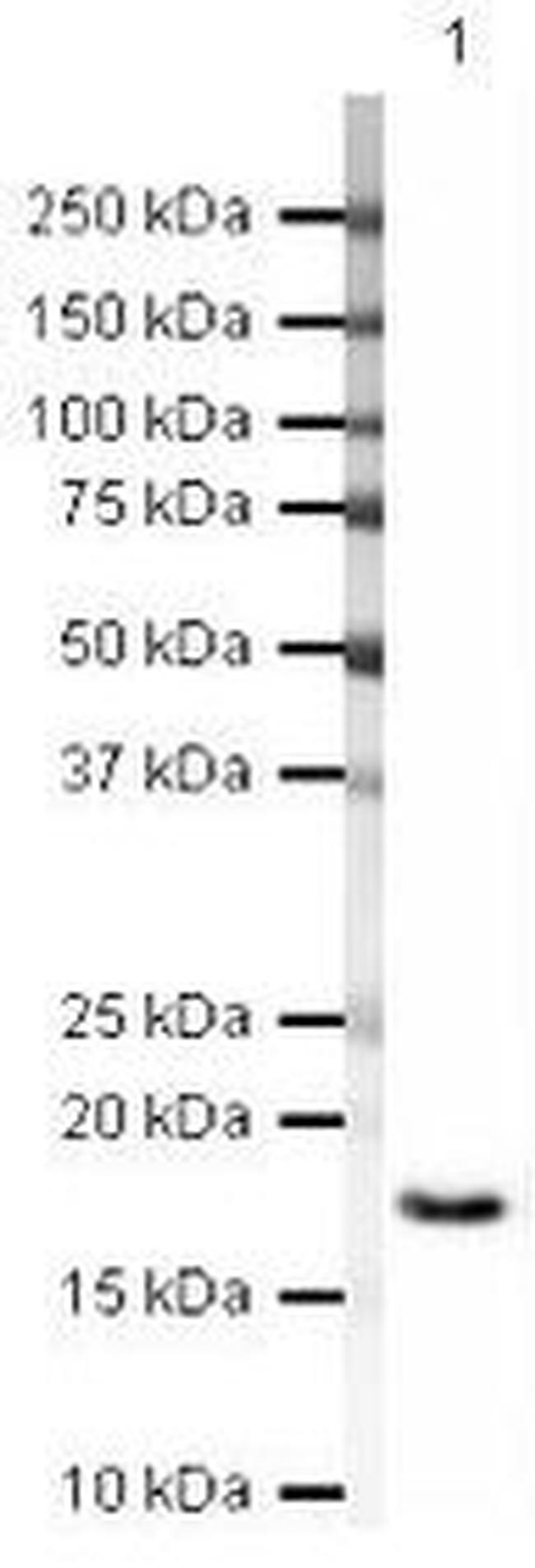 PAIP2 Antibody in Western Blot (WB)