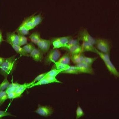 Caspr2 Antibody in Immunocytochemistry (ICC/IF)