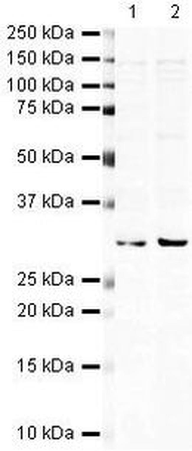 Hex Antibody in Western Blot (WB)