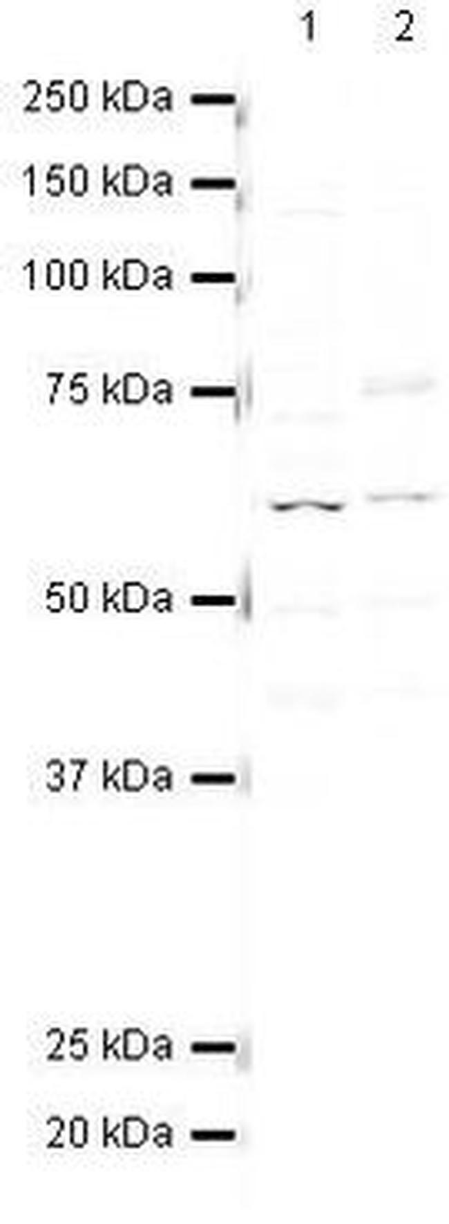 PP5 Antibody in Western Blot (WB)