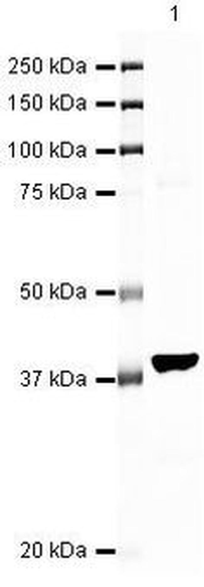 SEMA6A Antibody in Western Blot (WB)