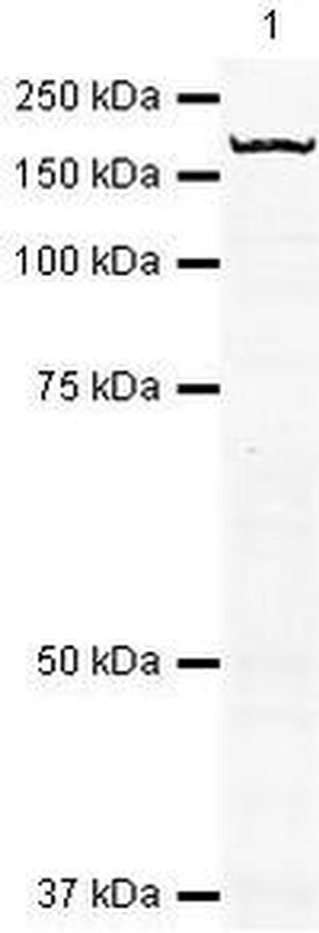 53BP2 Antibody in Western Blot (WB)