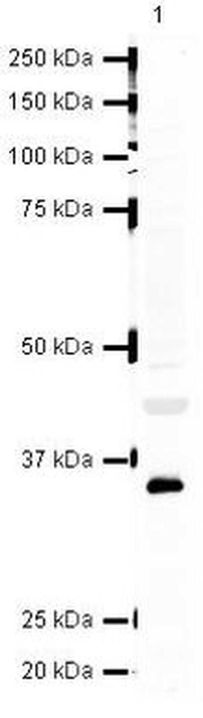 MyD88 Antibody in Western Blot (WB)
