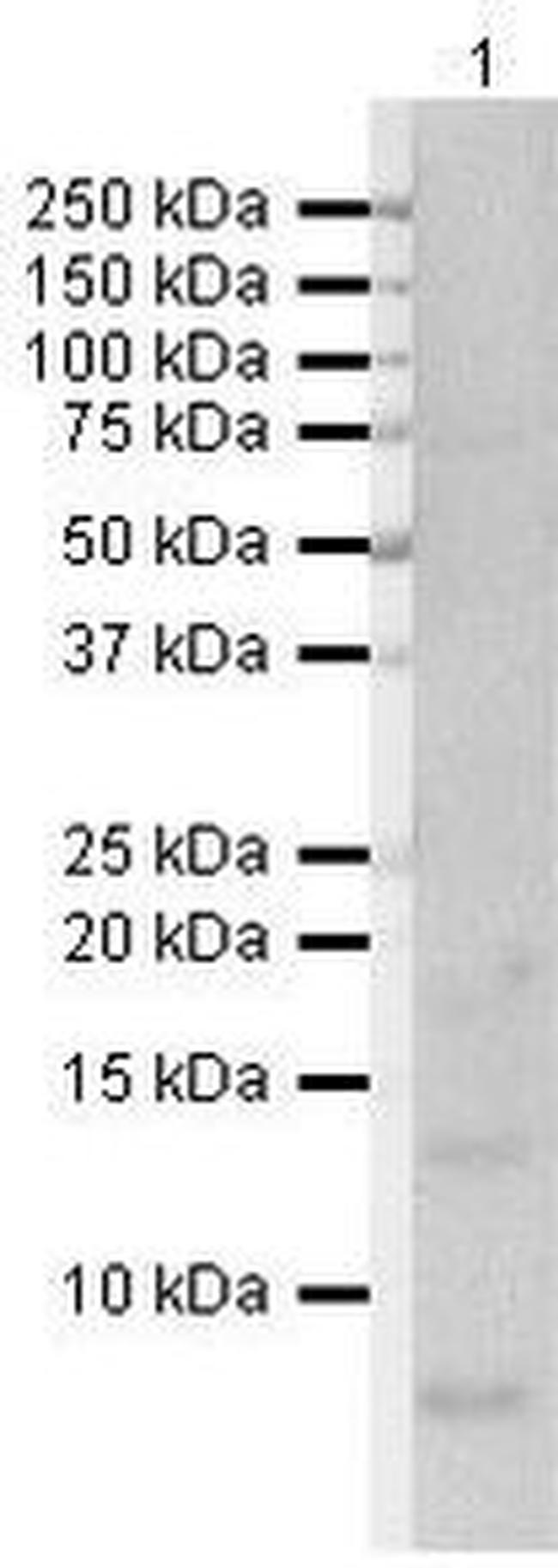 Uteroglobin Antibody in Western Blot (WB)