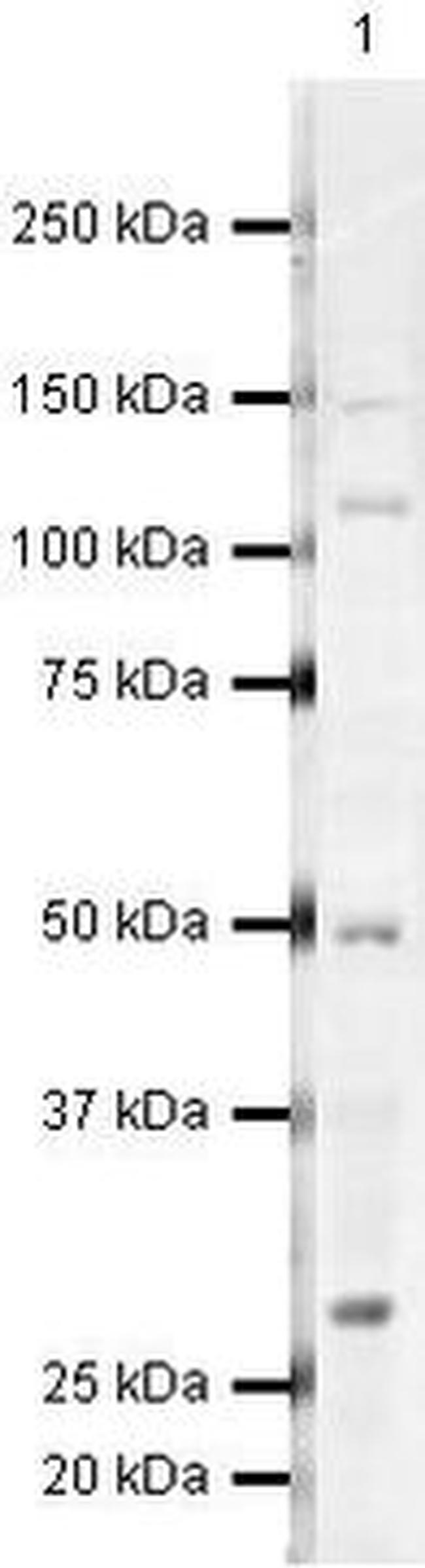 JMJD8 Antibody in Western Blot (WB)