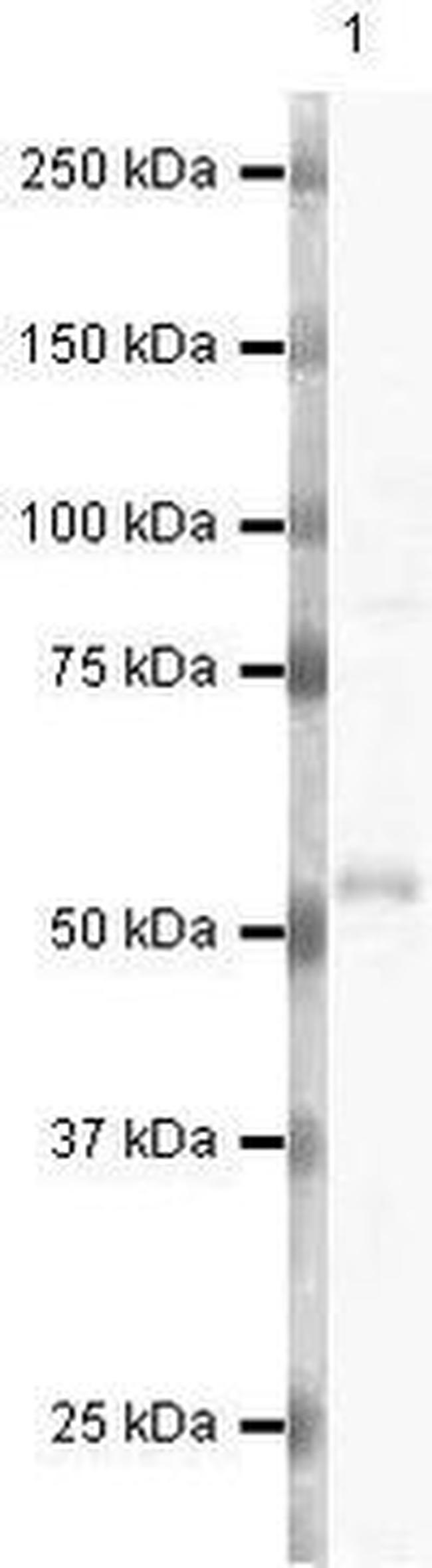 MINA53 Antibody in Western Blot (WB)