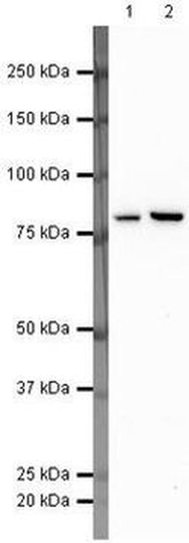 H-cadherin Antibody in Western Blot (WB)