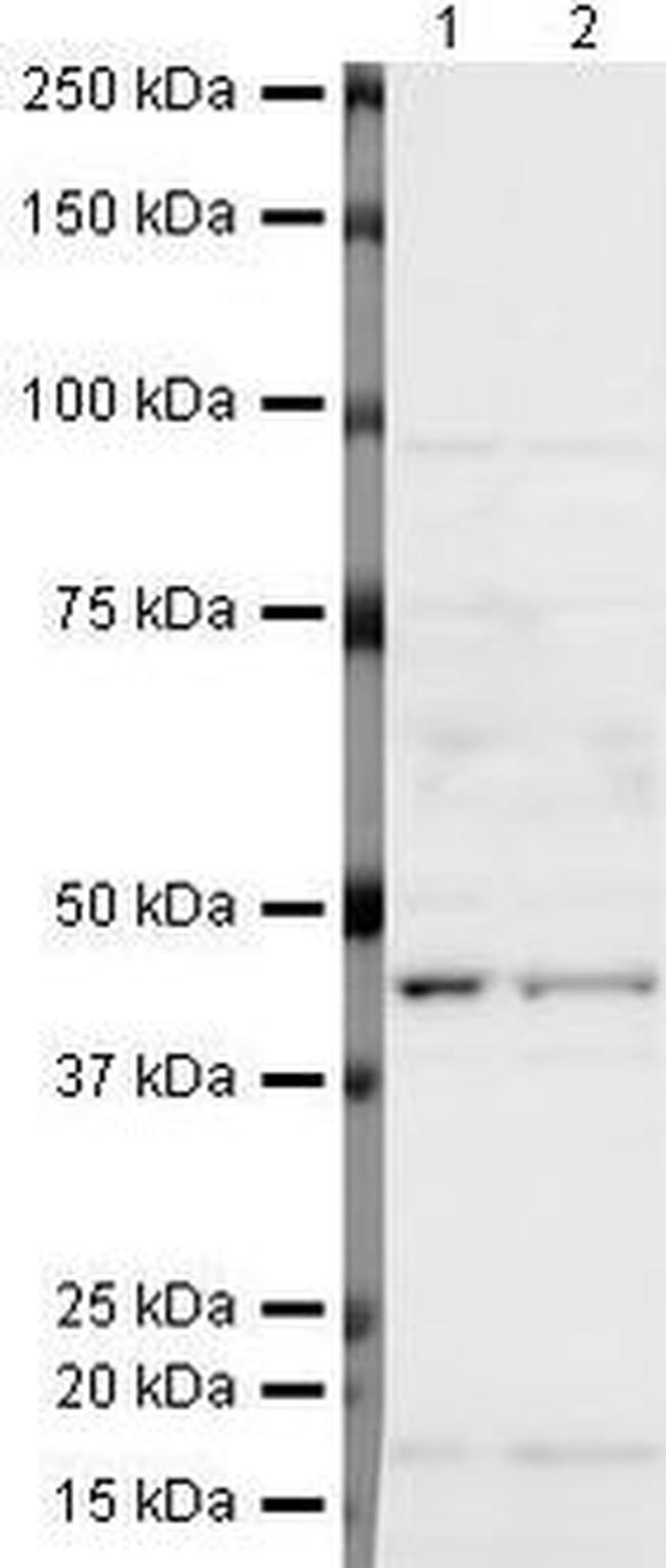 Nodal Antibody in Western Blot (WB)