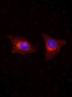 Galectin 8 Antibody in Immunocytochemistry (ICC/IF)