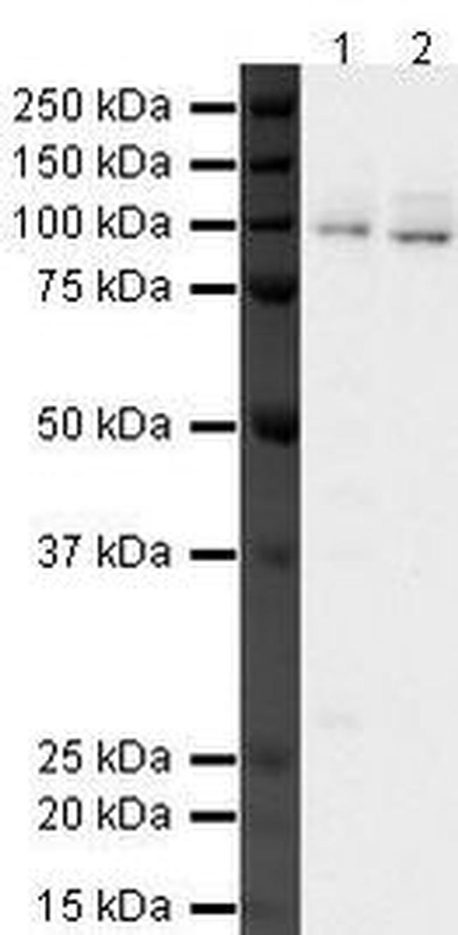 MSK2 Antibody in Western Blot (WB)