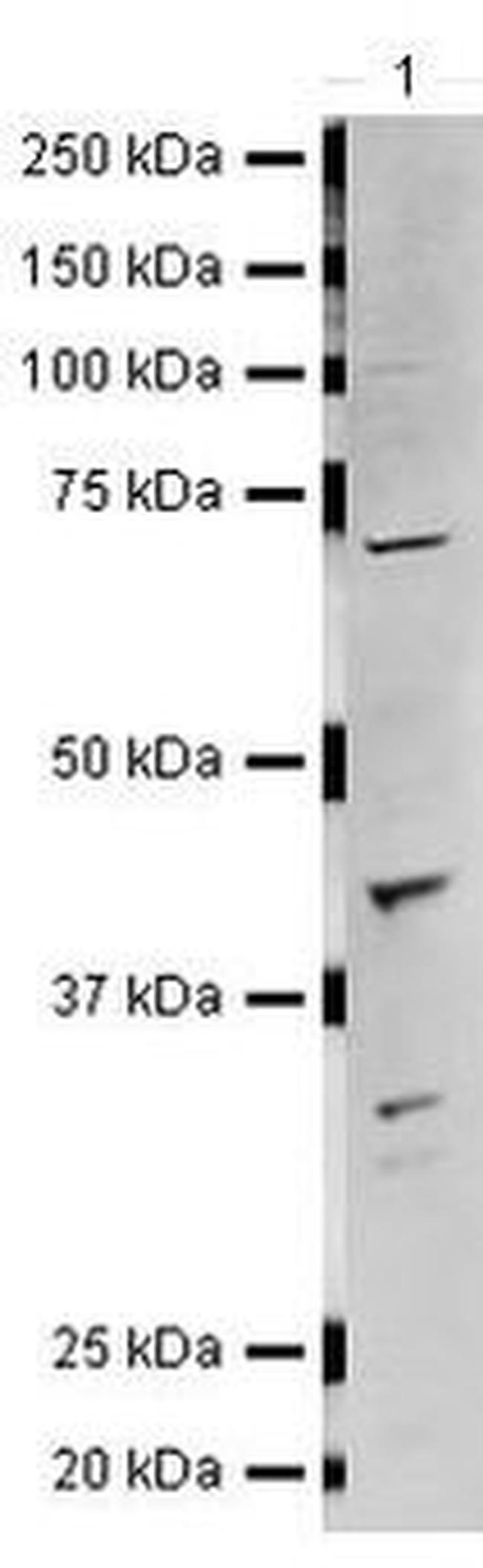 LHX6 Antibody in Western Blot (WB)