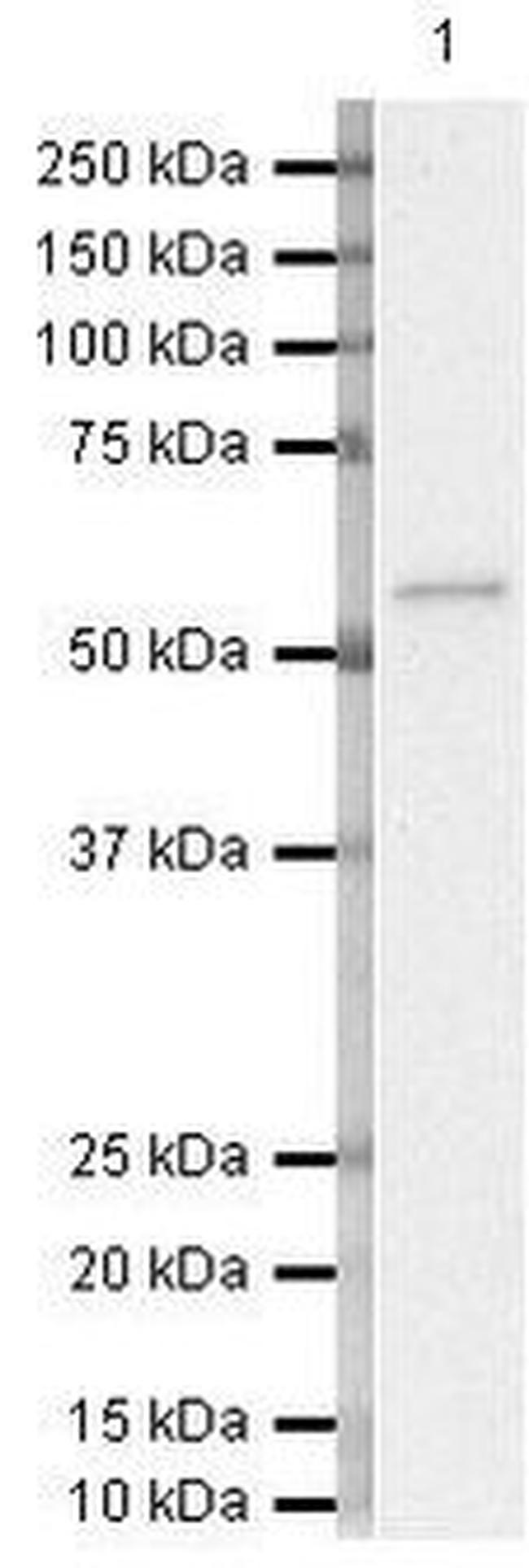 FZD10 Antibody in Western Blot (WB)