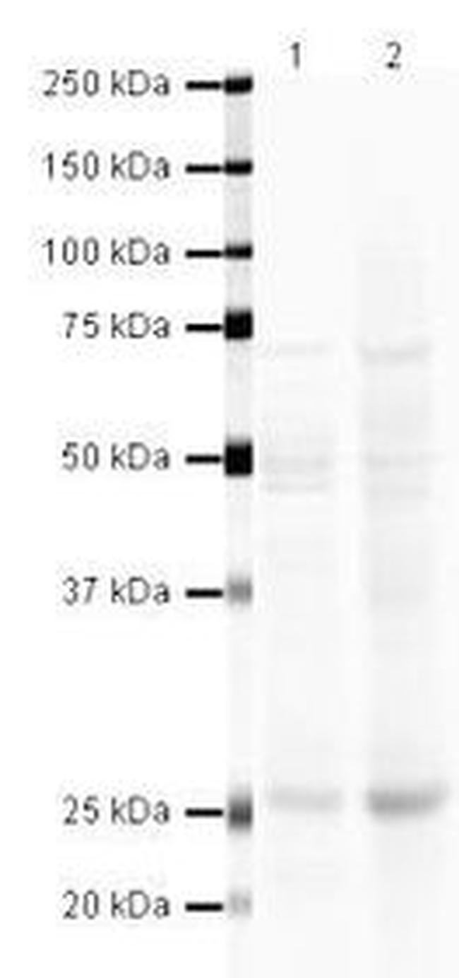 HAND1 Antibody in Western Blot (WB)