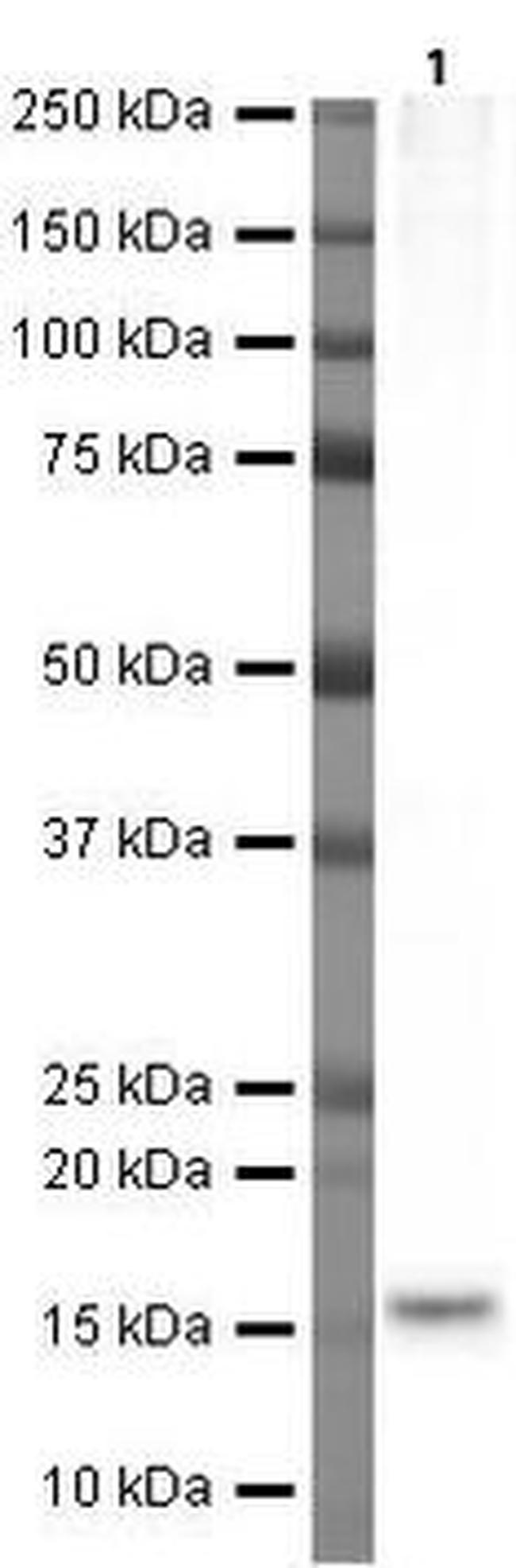 CGRP Antibody in Western Blot (WB)
