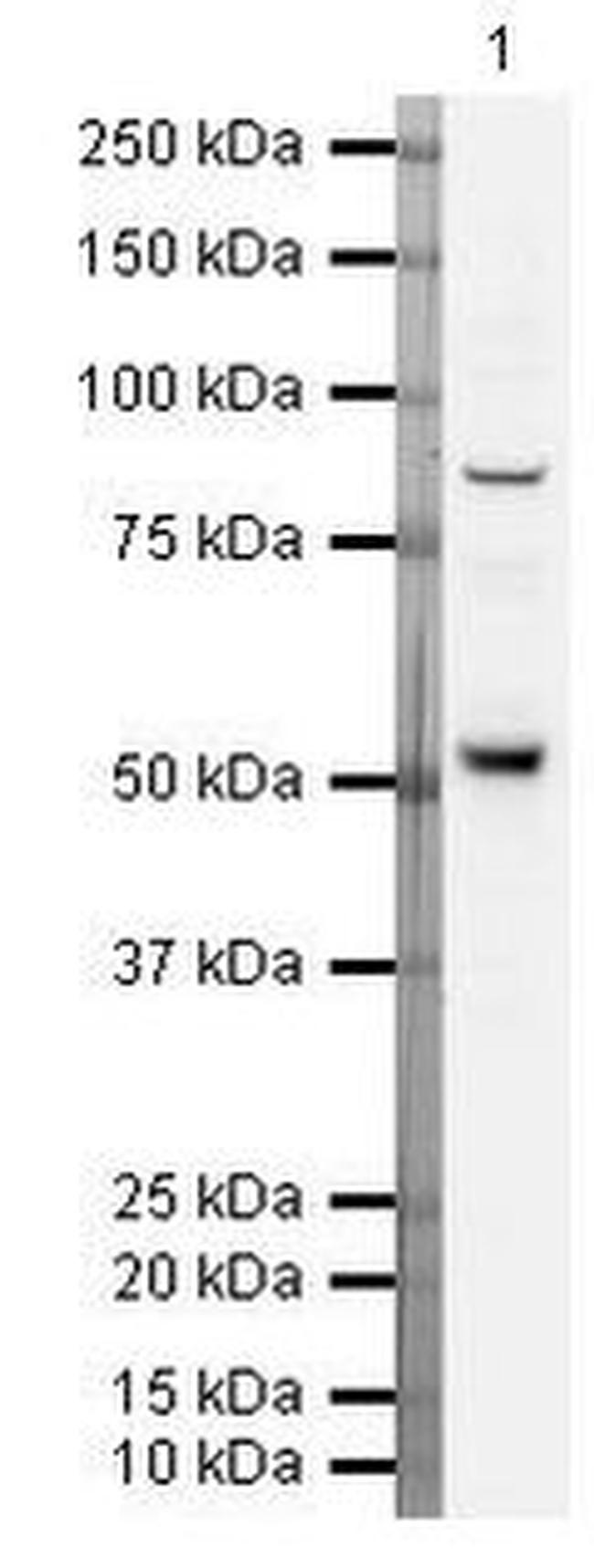 ATG16L1 Antibody in Western Blot (WB)