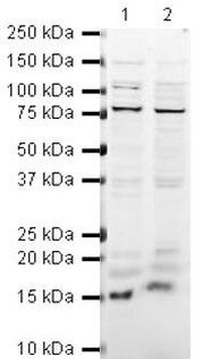 SUMO1 Antibody in Western Blot (WB)