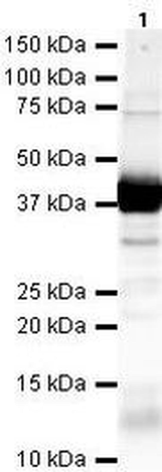 PAR6 Antibody in Western Blot (WB)