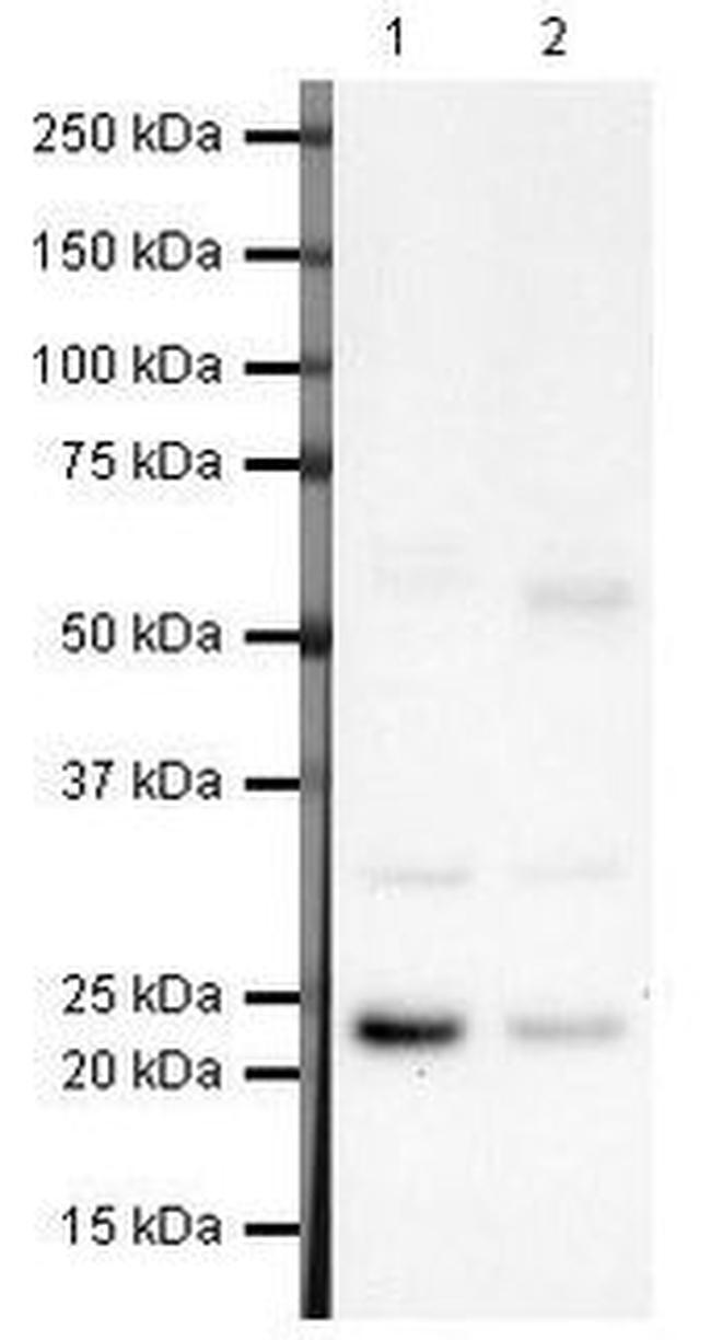 MAD2 Antibody in Western Blot (WB)