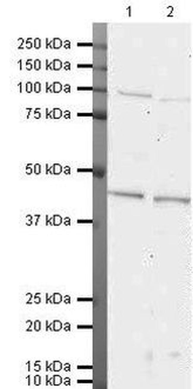 SEMA3A Antibody in Western Blot (WB)