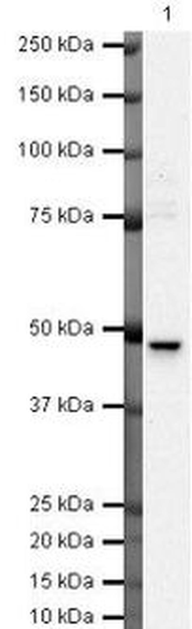 TIN2 Antibody in Western Blot (WB)