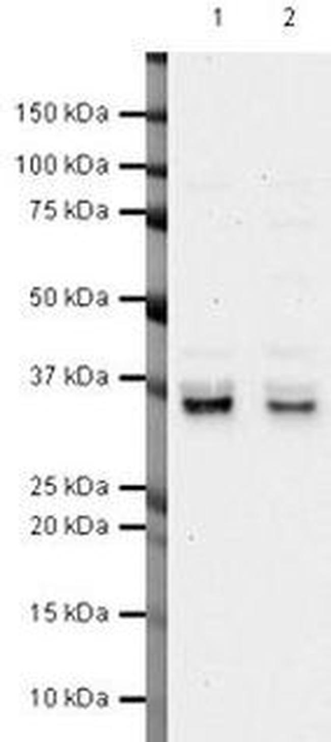 PIG3 Antibody in Western Blot (WB)