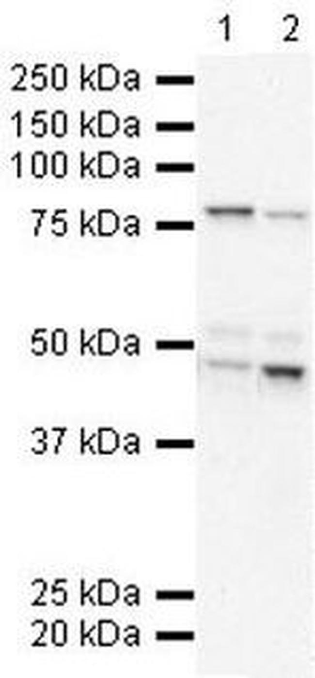 BRD9 Antibody in Western Blot (WB)