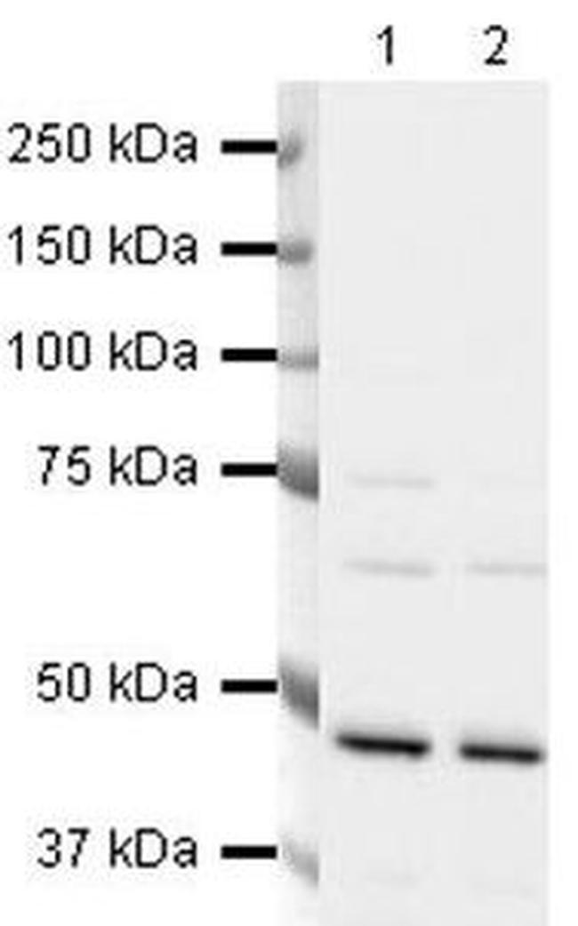 FEN1 Antibody in Western Blot (WB)