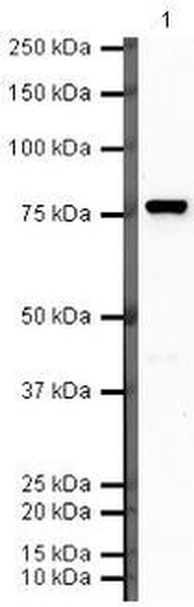 Complement C9 Antibody in Western Blot (WB)
