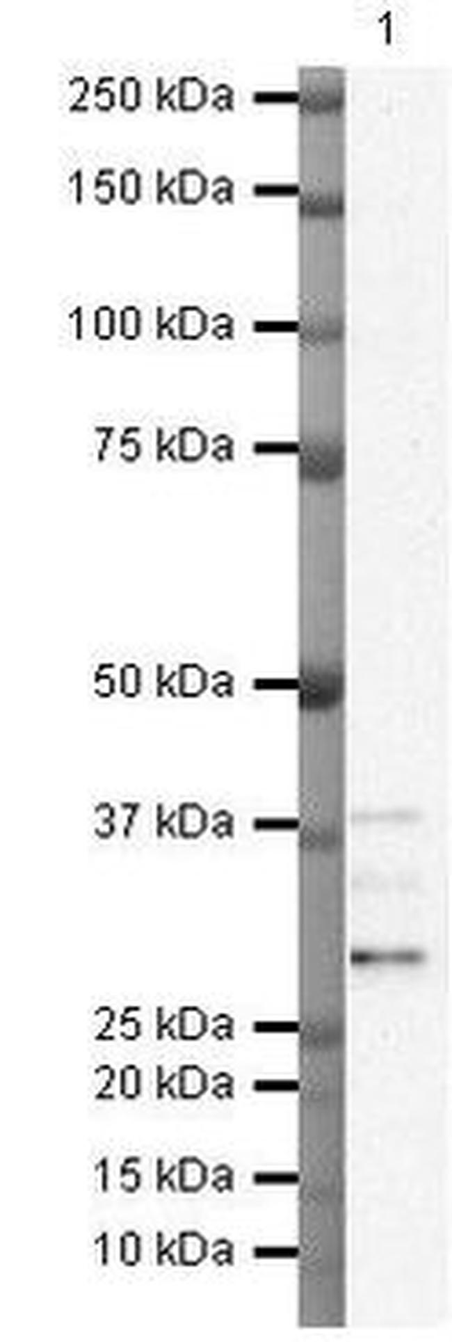 TIP30 Antibody in Western Blot (WB)