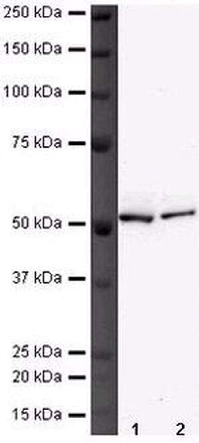 DNAJC3 Antibody in Western Blot (WB)