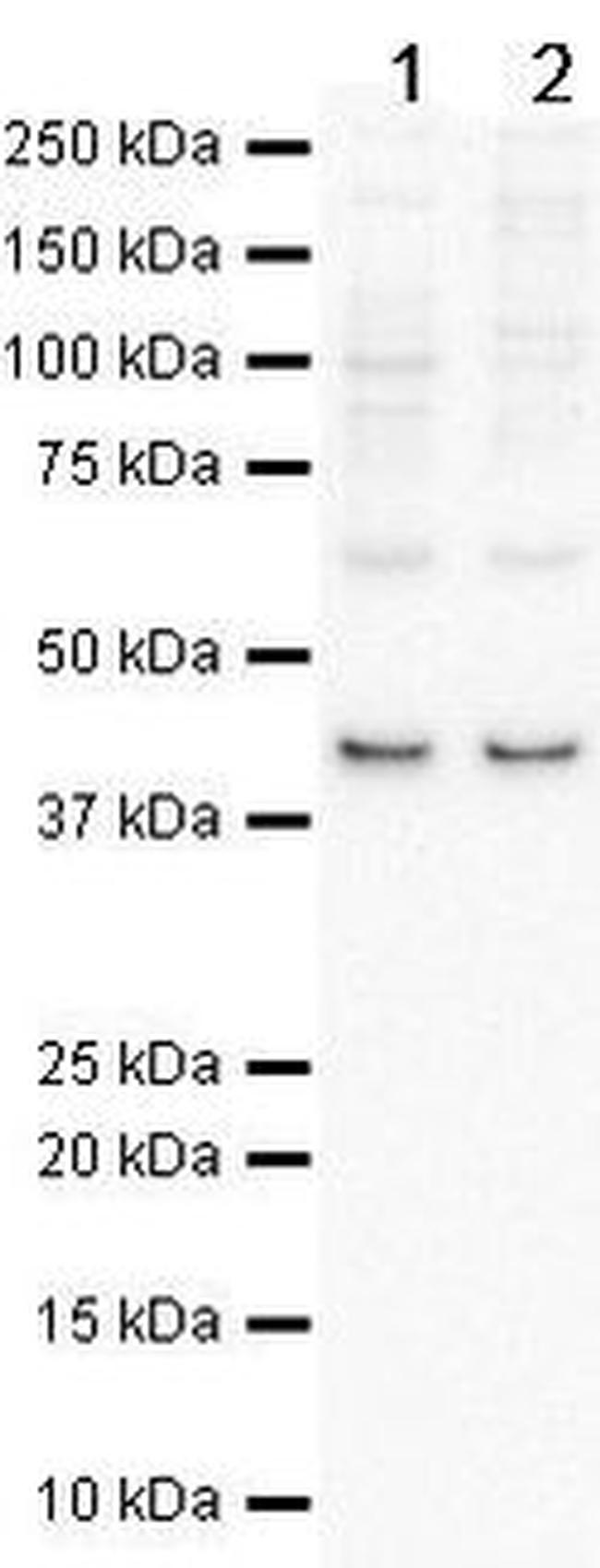 PRMT8 Antibody in Western Blot (WB)