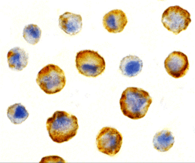BAG4 Antibody in Immunocytochemistry (ICC/IF)