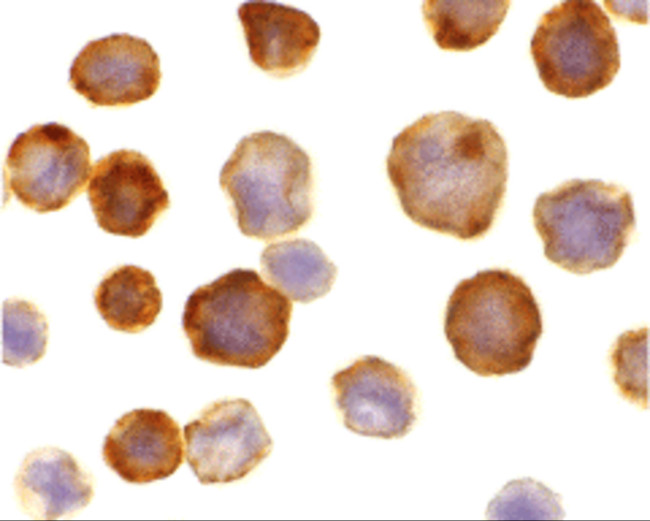FLASH Antibody in Immunocytochemistry (ICC/IF)