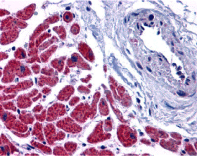 Caspase 12 Antibody in Immunohistochemistry (IHC)