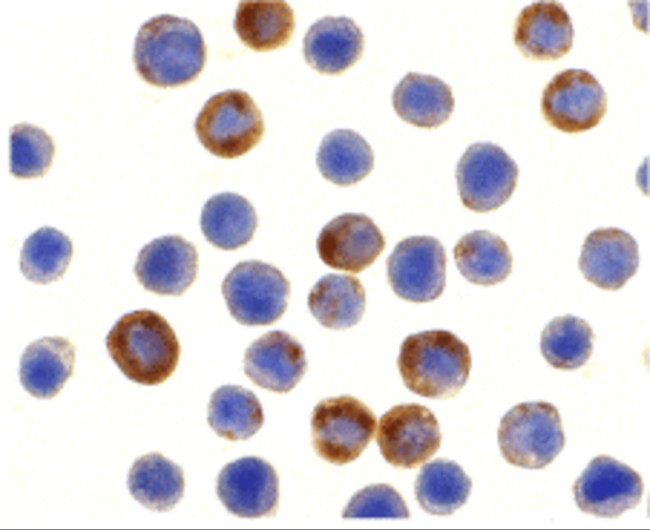 ILP-2 Antibody in Immunocytochemistry (ICC/IF)