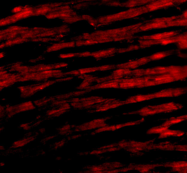 Bcl-rambo Antibody in Immunocytochemistry (ICC/IF)