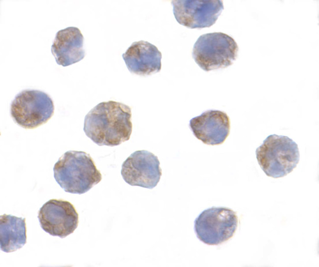 PHAP I Antibody in Immunocytochemistry (ICC/IF)