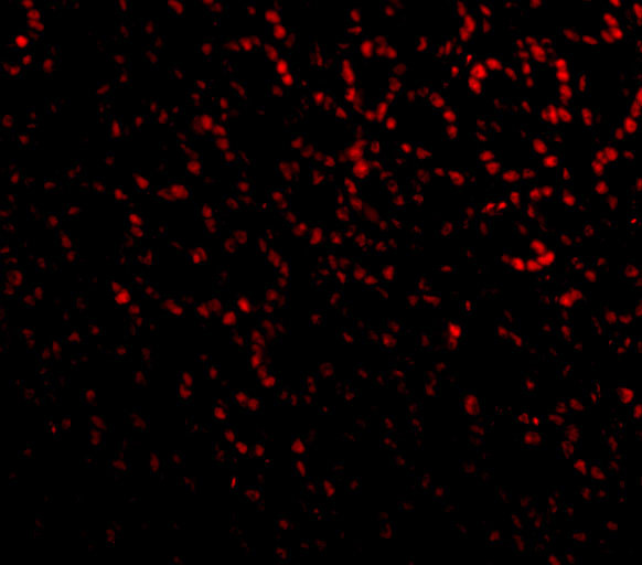 PHAP I Antibody in Immunocytochemistry (ICC/IF)